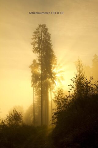 Lichtspiel im Nadelbaum, Spessart