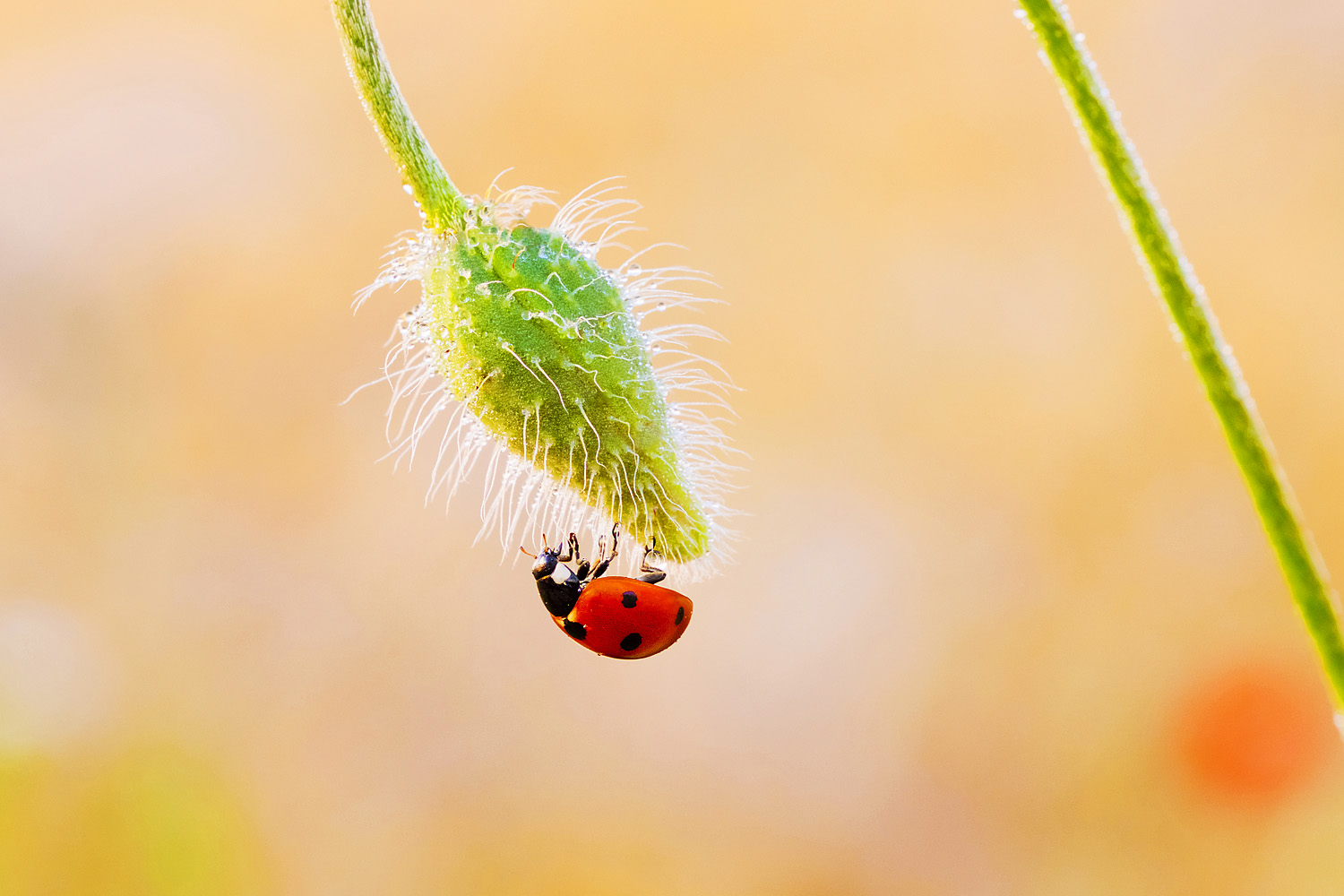 Naturfotografie Marienkäfer Morgenstimmung