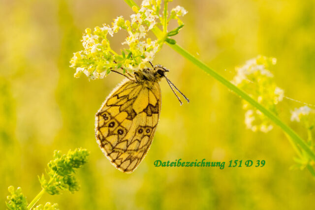Schachbrettfalter