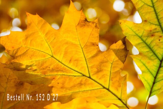 Herbstlaub