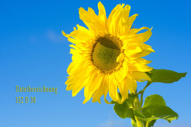 Sonnenblume