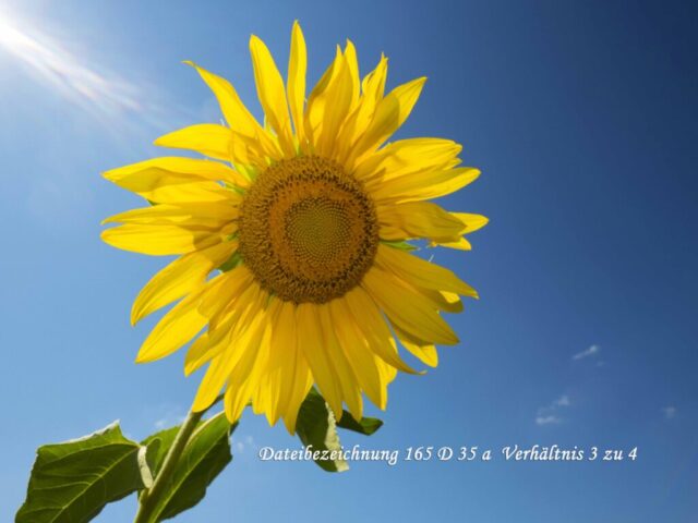 Sonnenblume
