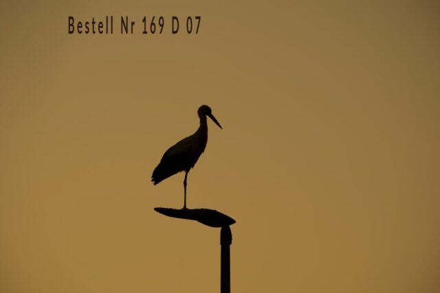 Weissstorch auf Lampenpfahl, Ciconia ciconia