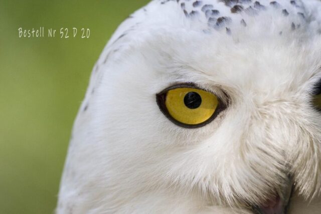 Schneeeule
