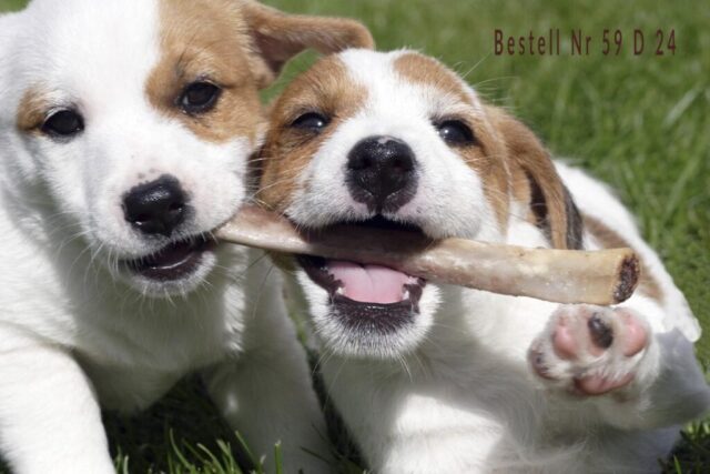 Jack-Russell-Terrier