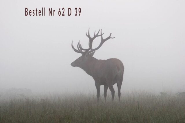 Rothirsch, Cervus elaphus