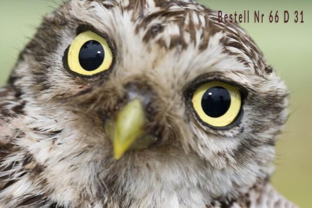 Steinkauz Athene noctua