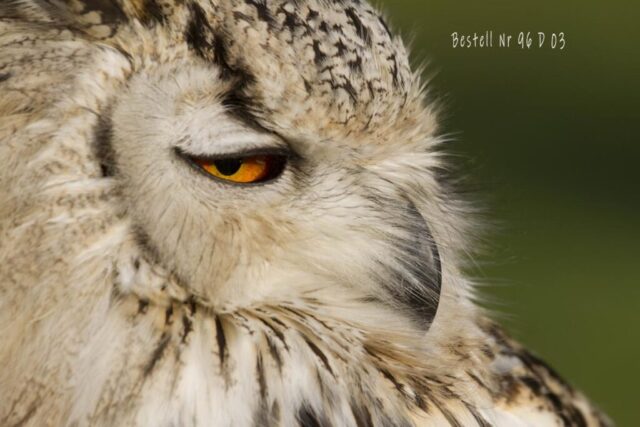 Europäischer Uhu, Bubo bubo