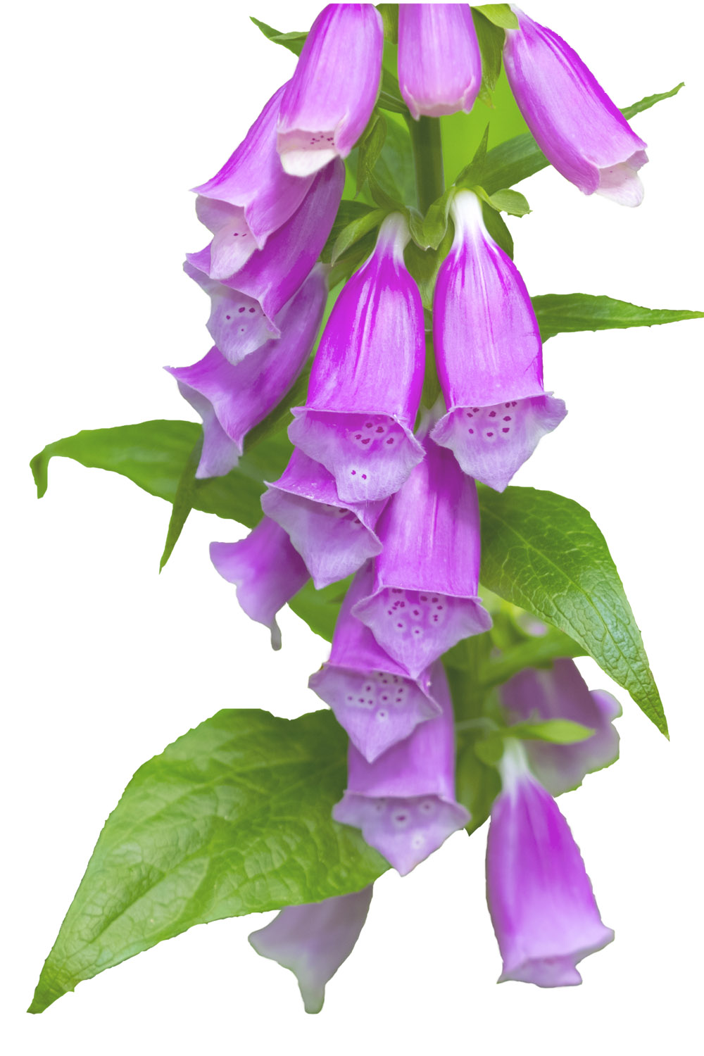 Digitalis purpurea auf der Plattform purpur-images-Giftpflanze