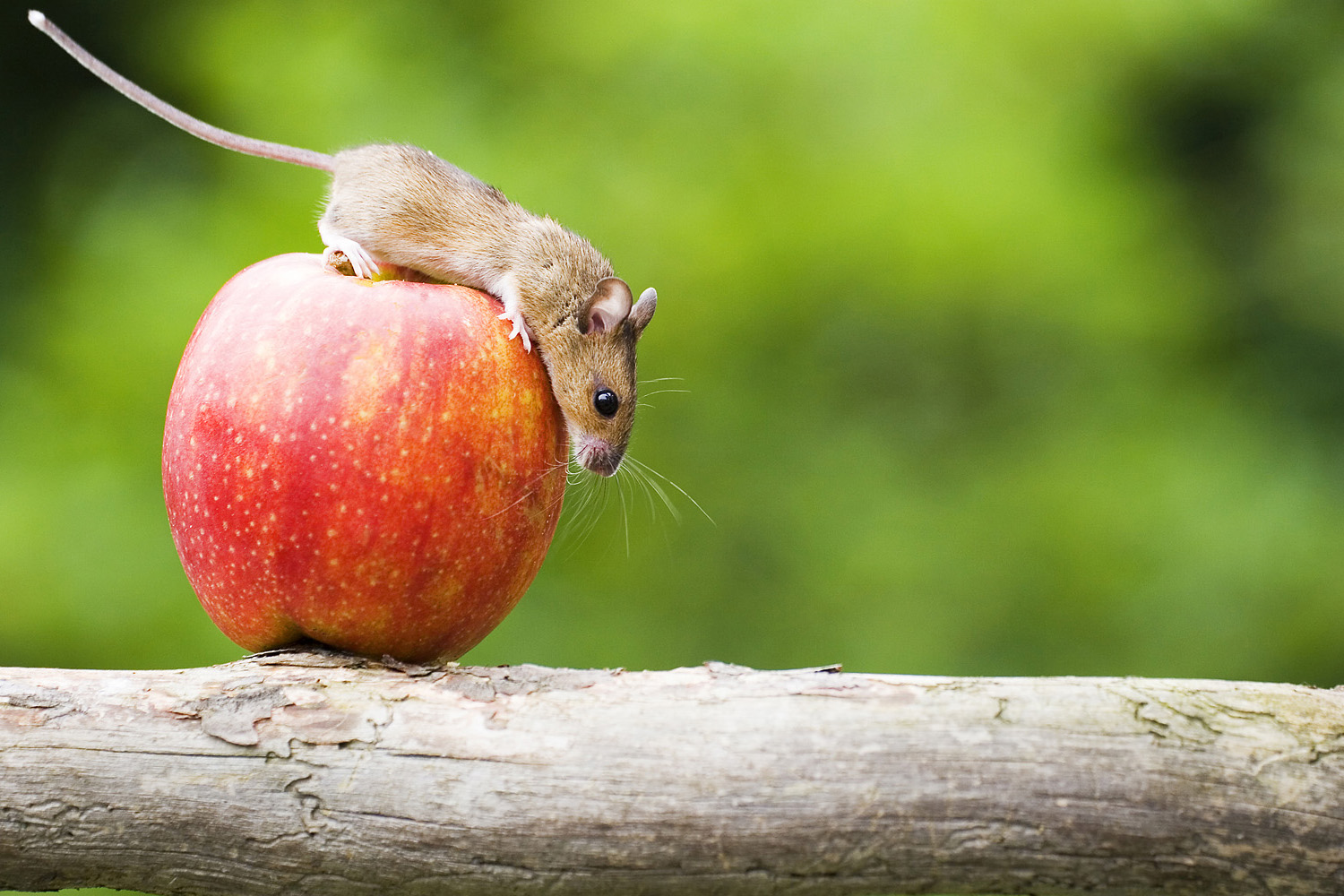 aussergewöhnlicher Moment, Maus auf Apfel,Obst,Säugetier,Nagetier,frech,