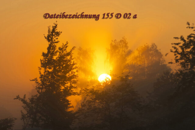 Sonnenaufgang über Hecke