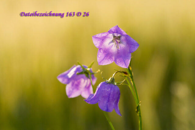 Wiesenglockenblume
