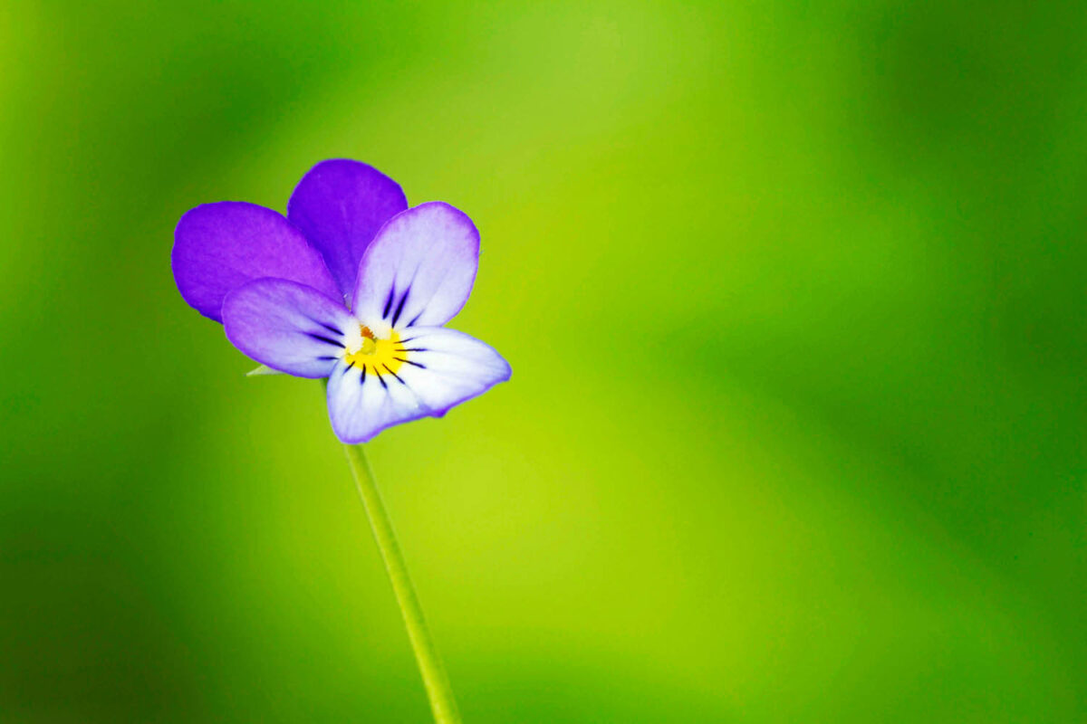 Viola,Stiefmütterchen,Postkartenmotiv,Kalendermotiv,Naturfoto,Naturmotive,Bilderverkauf,