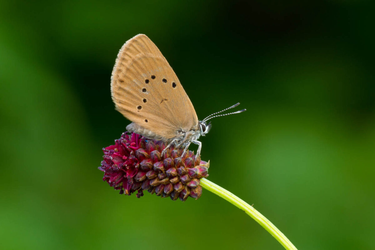 Kalendermotiv,Postkartenmotiv,Dunklerwiesenknopfameisenbläuling,Natur,Bilderverkauf,