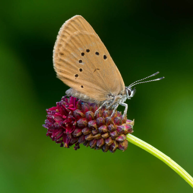 Dunkler Wiesenknopfameisenbläuling,Postkartenmotiv,Kalendermotiv,Naturfoto,Naturmotive,Bilderverkauf,
