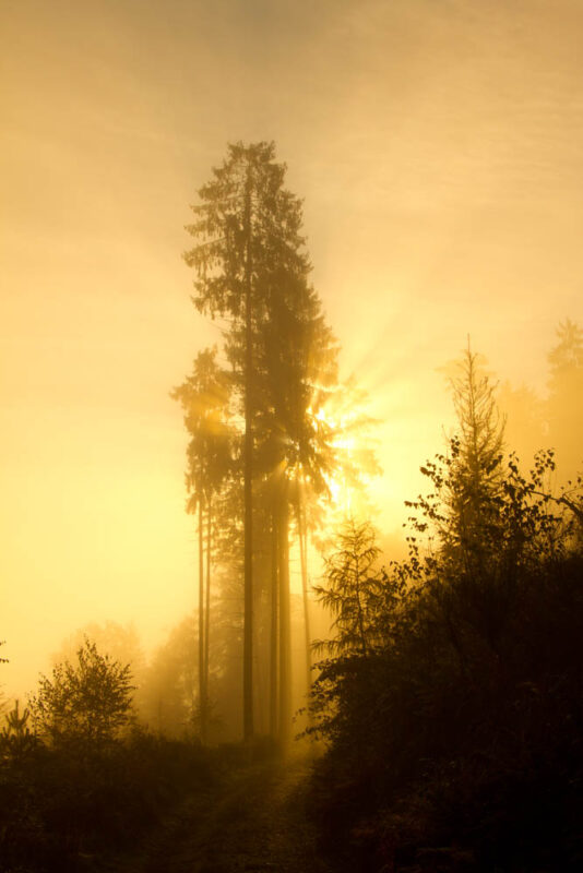 Herbstnebel im Wald,Postkartenmotiv,Kalendermotiv,Naturfoto,Naturmotive,Bilderverkauf,