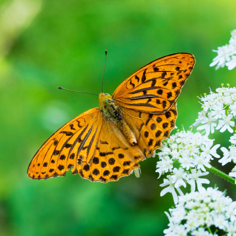 Kaisermantel,Postkartenmotiv,Kalendermotiv,Naturfoto,Naturmotive,Bilderverkauf,