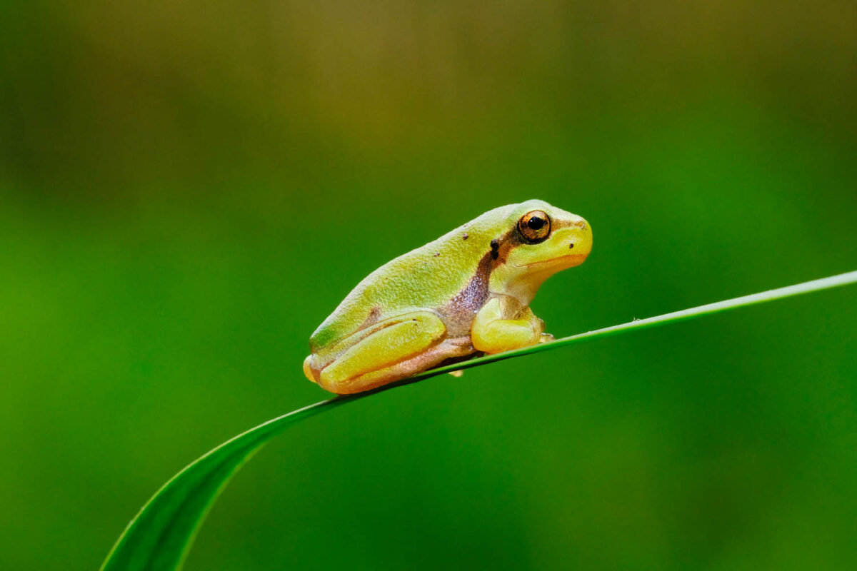 Laubfrosch,Kalendermotiv,Postkartenmotiv,Natur,Bilderverkauf,