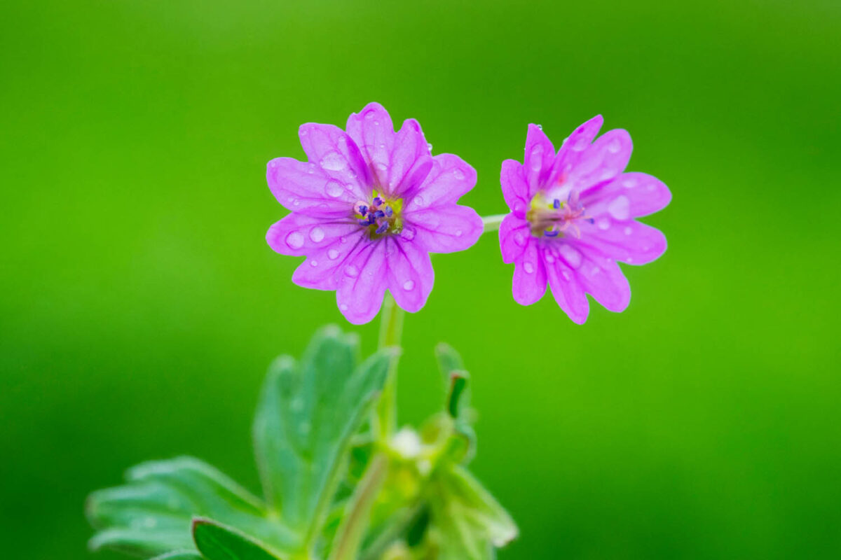Regen,Postkartenmotiv,Kalendermotiv,Naturfoto,Naturmotive,Bilderverkauf,