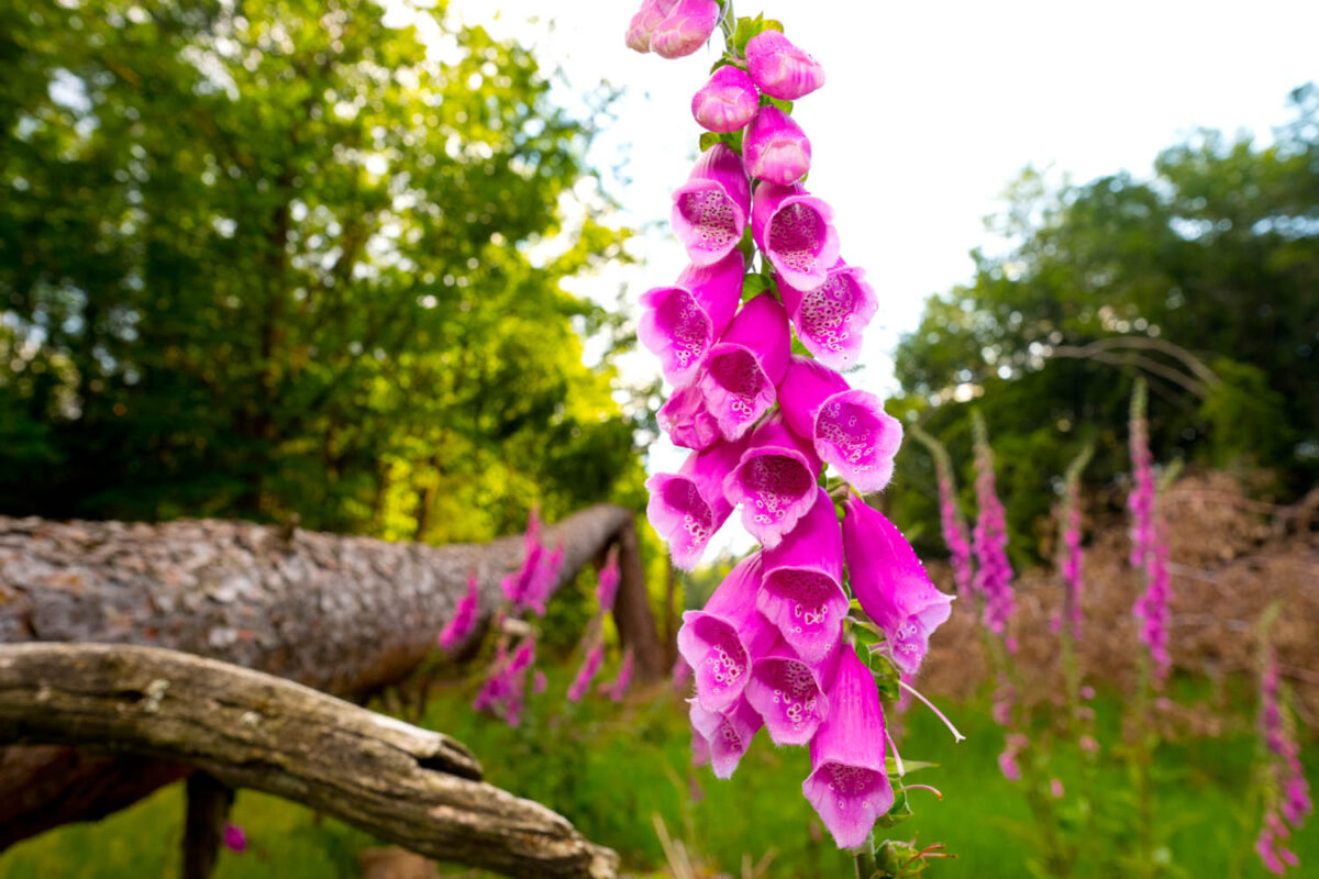 Digitalispurpurea,RoterFingerhut,Postkartenmotiv,Kalendermotiv,Naturfoto,Naturmotive,Bilderverkauf,