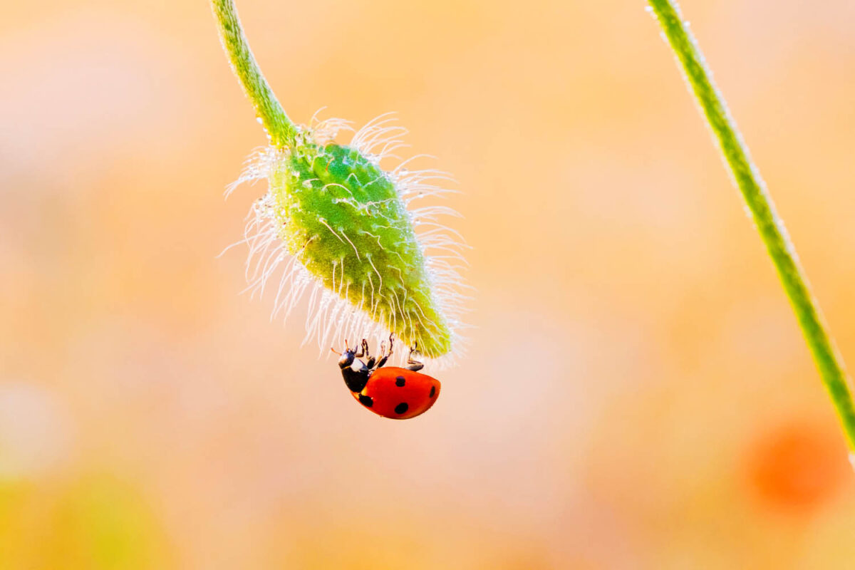 Kalendermotiv,Postkartenmotiv,Marienkäfer,Natur,Bilderverkauf,