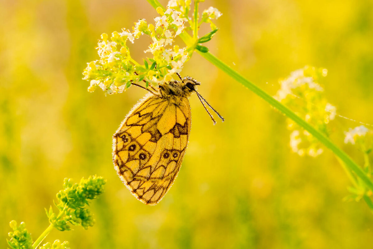 Kalendermotiv,Postkartenmotiv,Schachbrettfalter,Natur,Bilderverkauf,