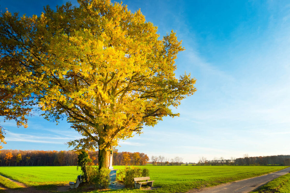 Kalendermotiv,Postkartenmotiv,HerbstbaumamWegrand,Natur,Bilderverkauf,