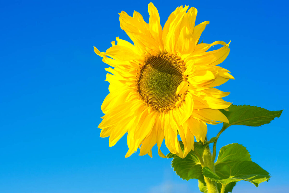 Kalendermotiv,Postkartenmotiv,Sonnenblume,Naturfoto,Naturmotive,Bilderverkauf,