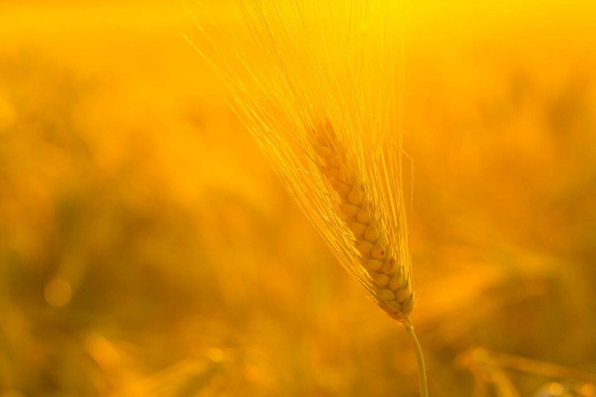 Kornähre,Postkartenmotiv,Kalendermotiv,Naturfoto,Naturmotive,Bilderverkauf,