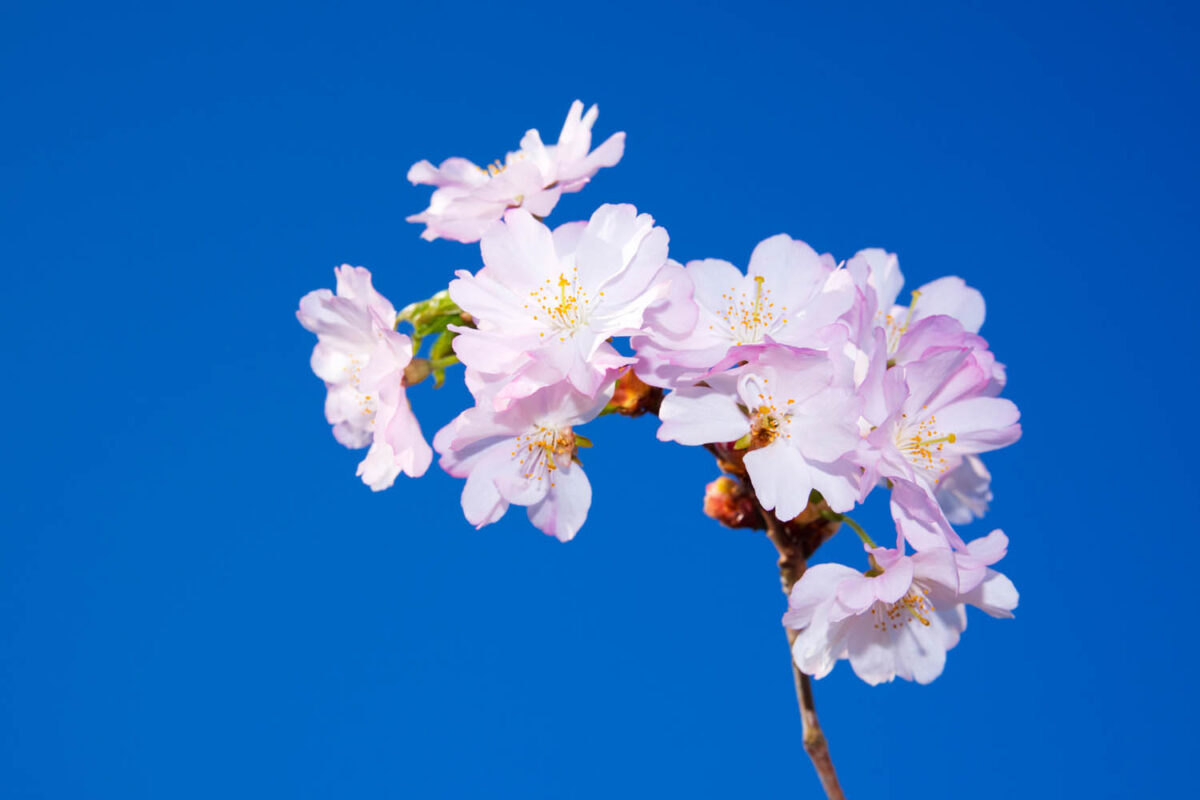 Frühjahr,Frühling,Blüten,,Postkartenmotiv,Kalendermotiv,Naturfoto,Naturmotive,Bilderverkauf,