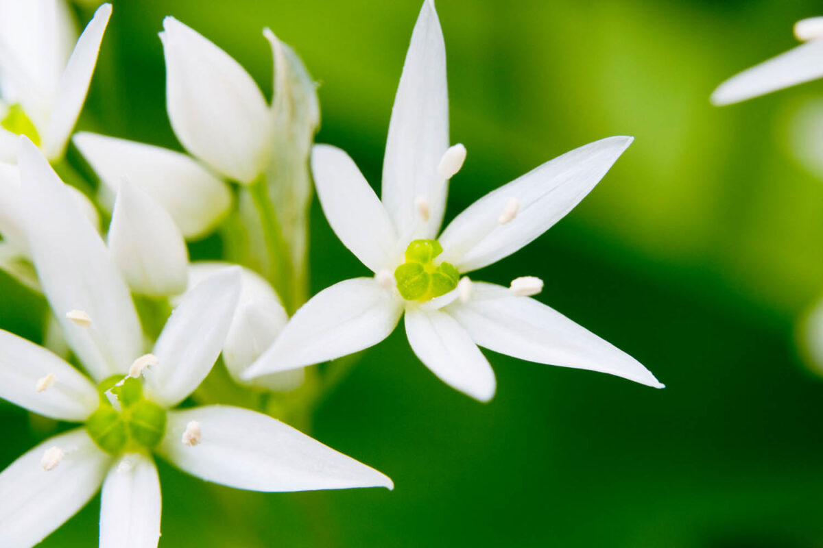 Kalendermotiv,Postkartenmotiv,Bärlauch,Naturfoto,Naturmotive,Bilderverkauf,