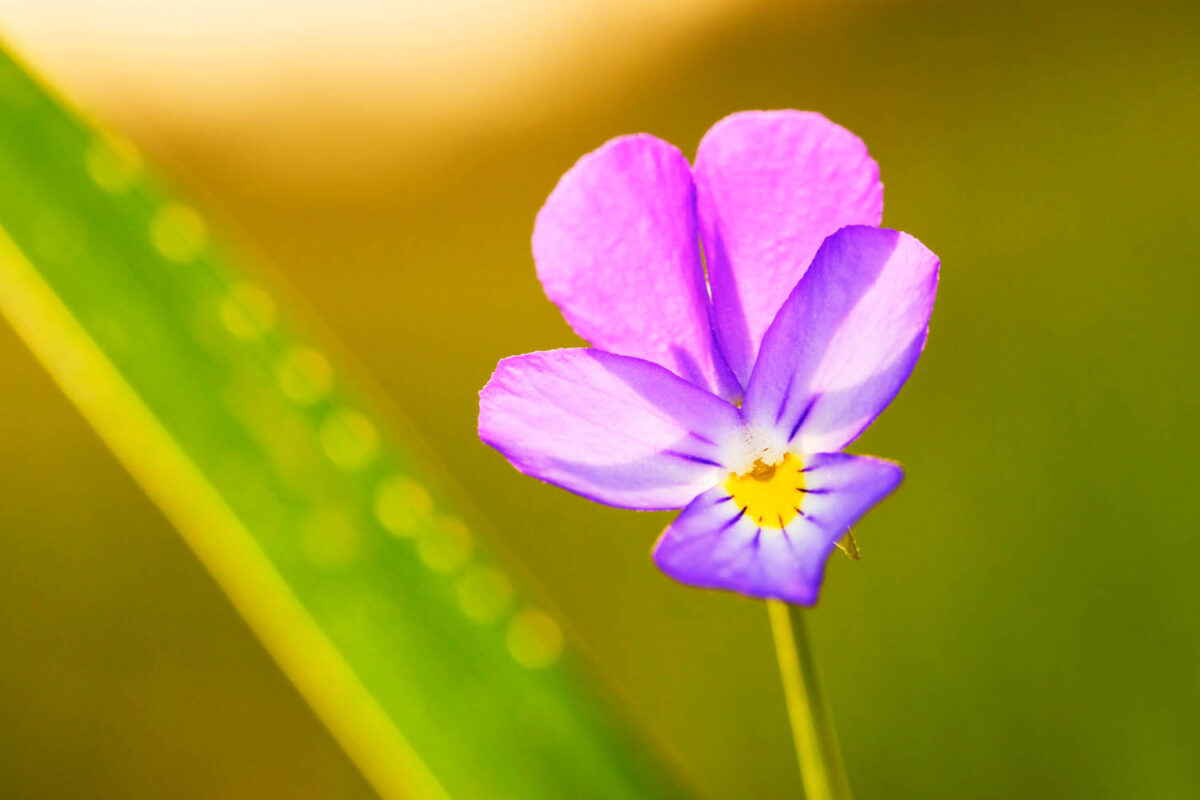 Stiefmütterchen,Viola,Postkartenmotiv,Kalendermotiv,Naturfoto,Naturmotive,Bilderverkauf,