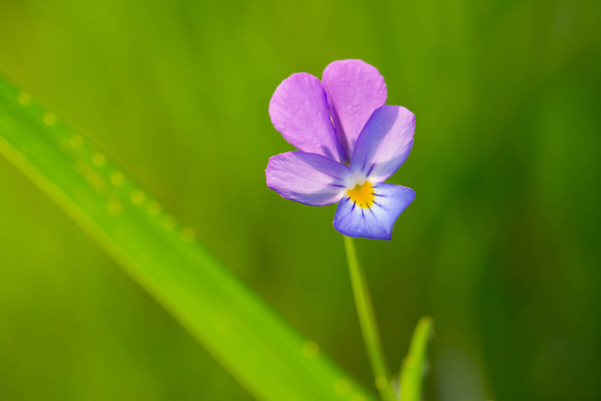 Viola,Stiefmütterchen,Postkartenmotiv,Kalendermotiv,Naturfoto,Naturmotive,Bilderverkauf,