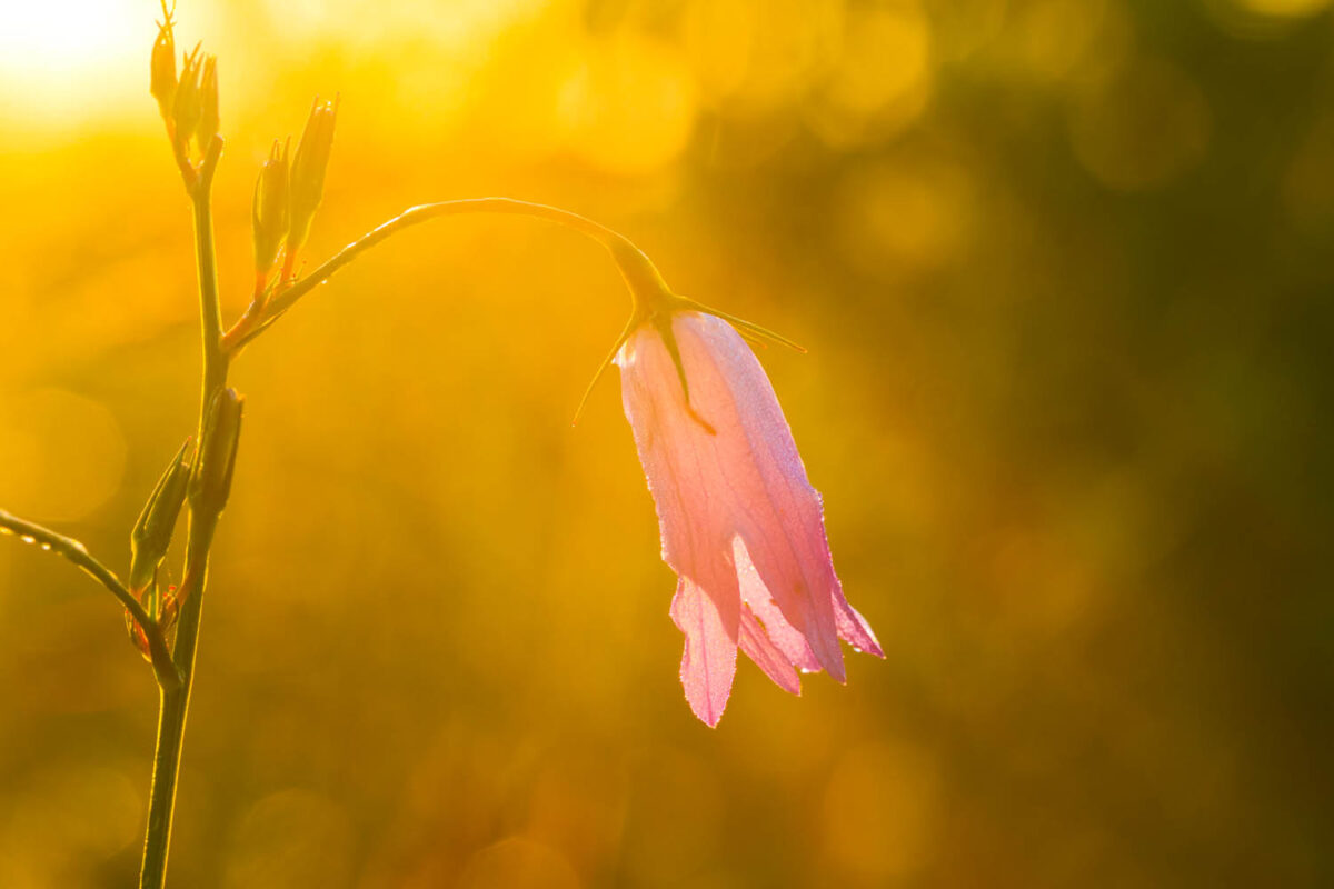 Kalendermotiv,Postkartenmotiv,Glockenblume,Naturfoto,Naturmotive,Bilderverkauf,