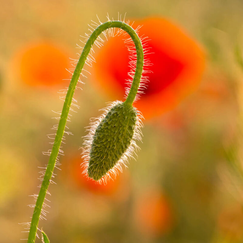 Mohnblume,Postkartenmotiv,Kalendermotiv,Naturfoto,Naturmotive,Bilderverkauf,