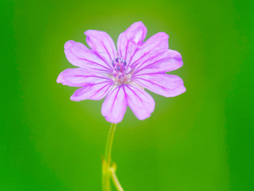 Storchschnabel,Postkartenmotiv,Kalendermotiv,Naturfoto,Naturmotive,Bilderverkauf,