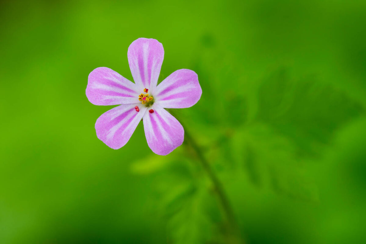 StinkenderStorchschnabel,Postkartenmotiv,Kalendermotiv,Naturfoto,Naturmotive,Bilderverkauf,
