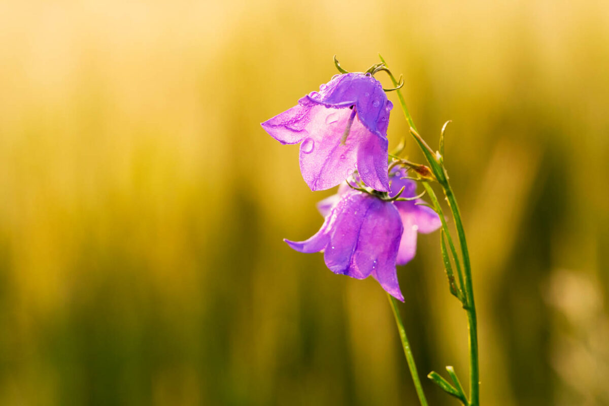 Glockenblumen,Postkartenmotiv,Kalendermotiv,Naturfoto,Naturmotive,Bilderverkauf,