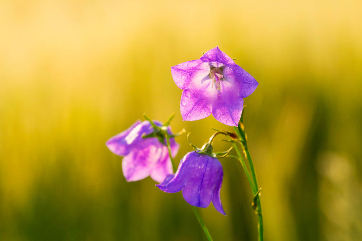 Glockenblumen,Postkartenmotiv,Kalendermotiv,Naturfoto,Naturmotive,Bilderverkauf,