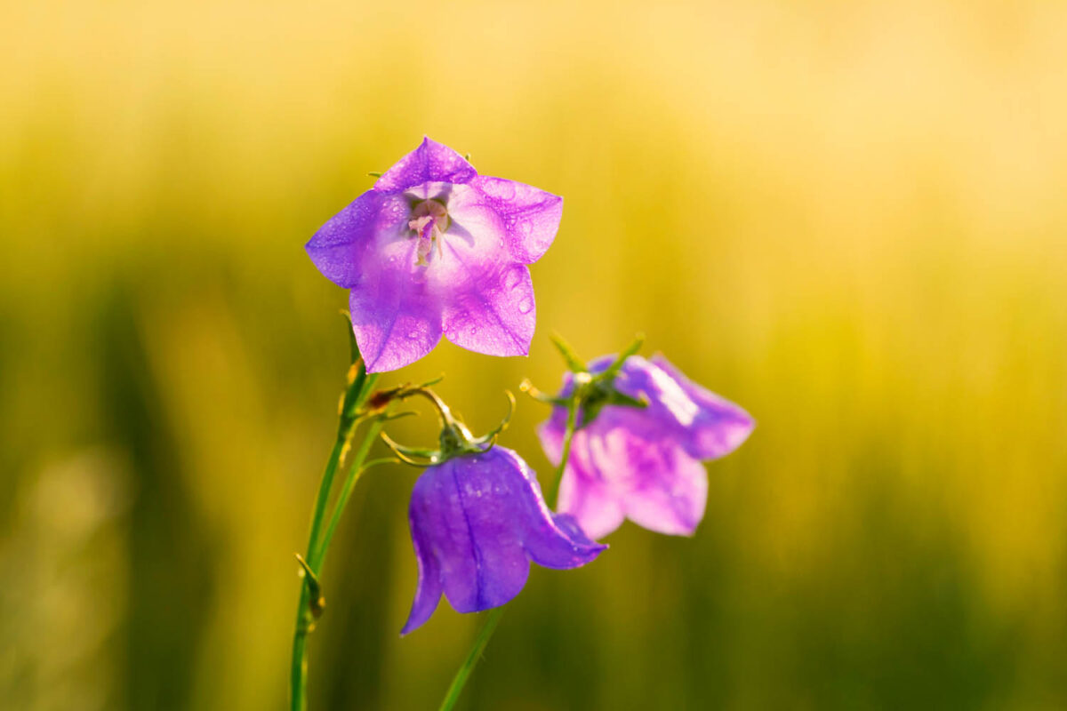 Kalendermotiv,Postkartenmotiv,Glockenblumen,Naturfoto,Naturmotive,Bilderverkauf,