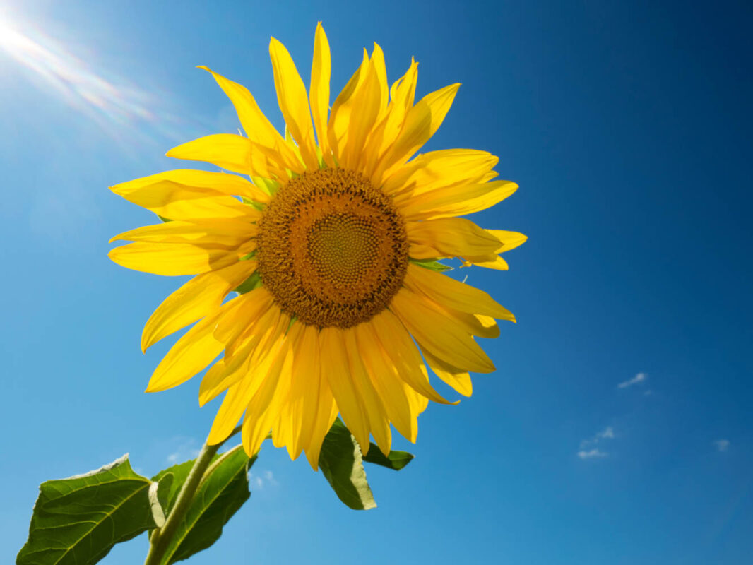 Kalendermotiv,Postkartenmotiv,Sonnenblume,Naturfoto,Naturmotive,Bilderverkauf,