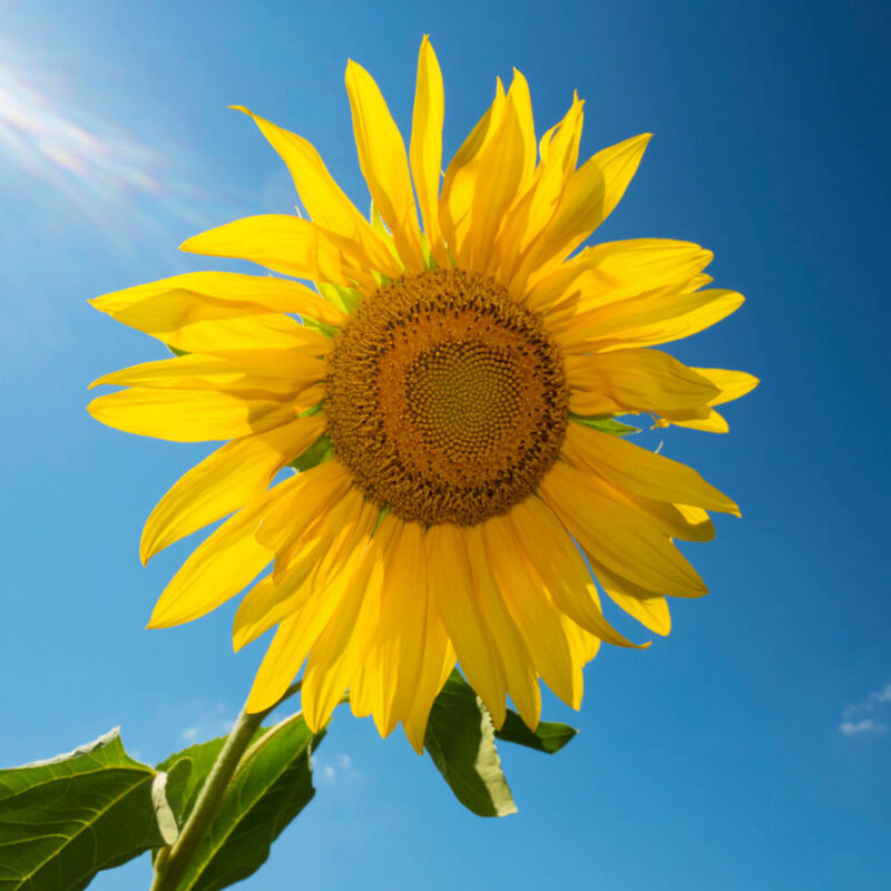 Kalendermotiv,Postkartenmotiv,Sonnenblume,Naturfoto,Naturmotive,Bilderverkauf,
