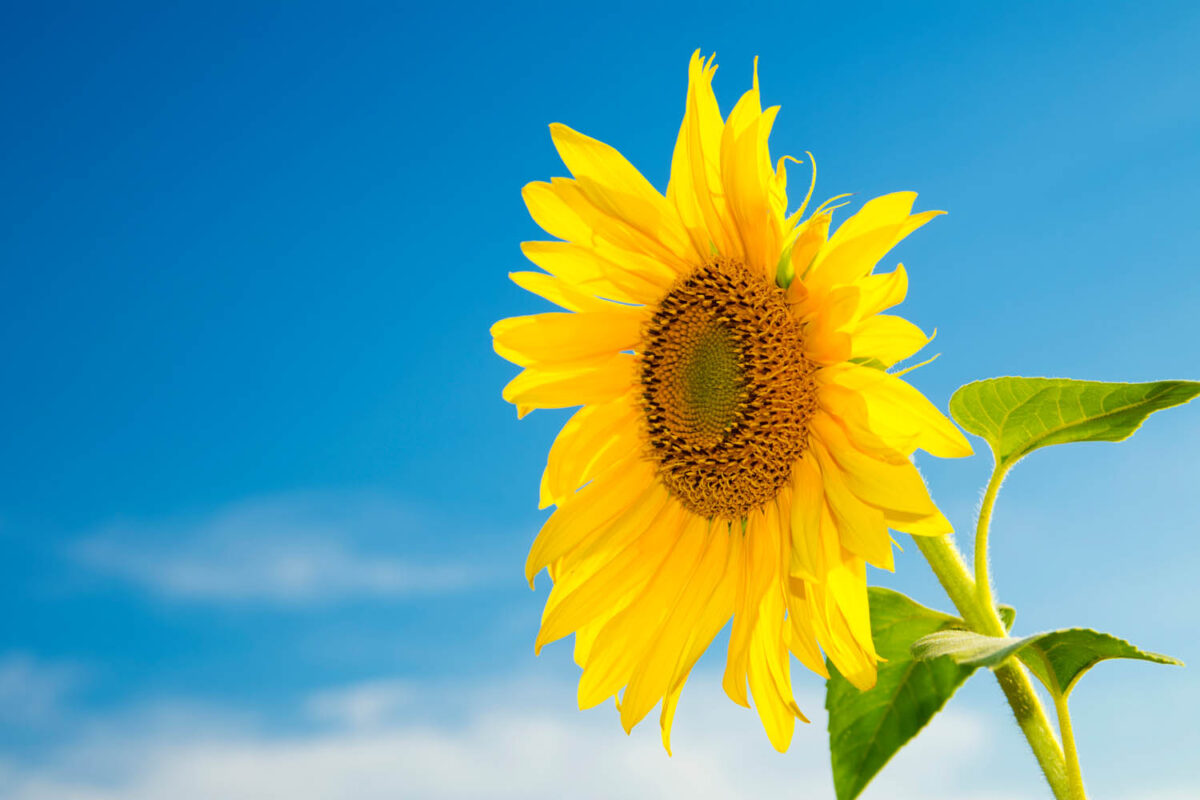 Kalendermotiv,Postkartenmotiv,Sonnenblume,Naturfoto,Naturmotive,Bilderverkauf,
