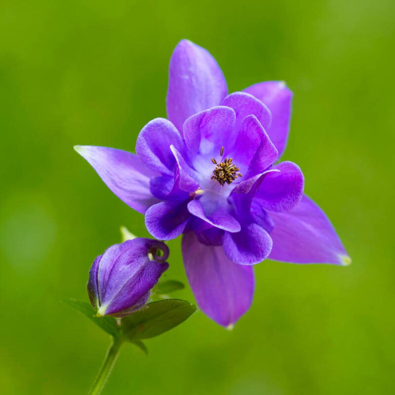 Kalendermotiv,Postkartenmotiv,Akeley,Naturfoto,Naturmotive,Bilderverkauf,