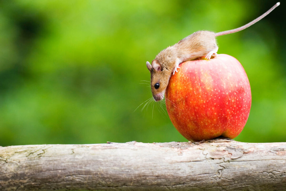 Kalendermotiv,Postkartenmotiv,Maus,Apfel,Natur,lustig,funny,mouse