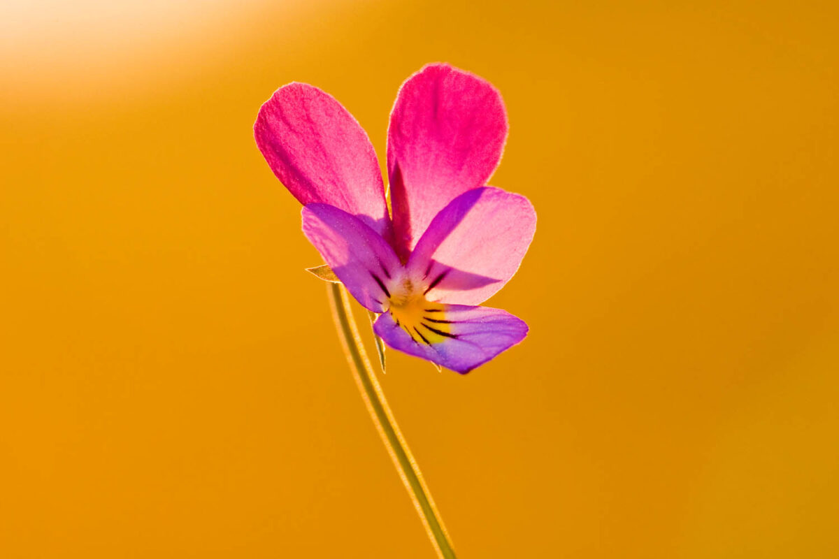 Kalendermotiv,Postkartenmotiv,Gegenlicht,Stiefmütterchen,Natur