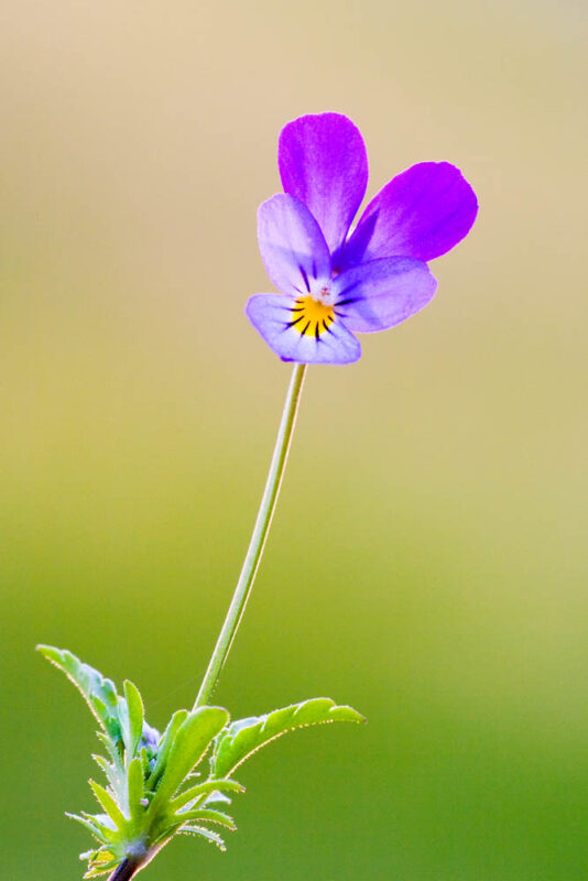 Viola,Stiefmütterchen,Postkartenmotiv,Kalendermotiv,Naturfoto,Naturmotive,Bilderverkauf,