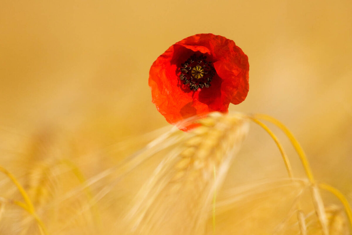 Mohnblume,Getreidefeld,Postkartenmotiv,Kalendermotiv,Naturfoto,Naturmotive,Bilderverkauf,