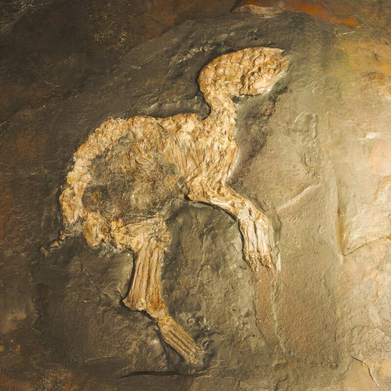 Grube-Messel-Urpferdchen-Eurohippus-messelensis