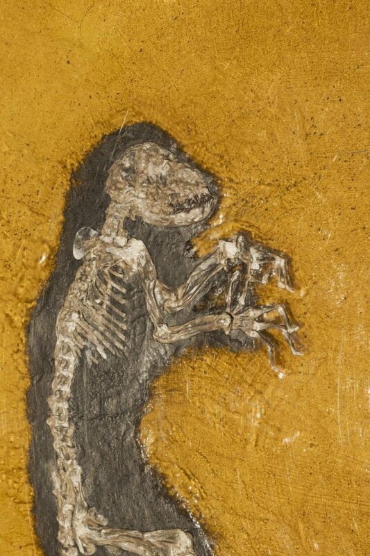 Grube-Messel-Replik-von-Ida_Darwinius-masillae